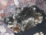 Die fünf Katzenjungen 9,5 Wochen alt.